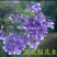 蓝花楹苗蓝花楹树苗蓝花楹盆栽美洲蓝花楹苗紫云木树苗