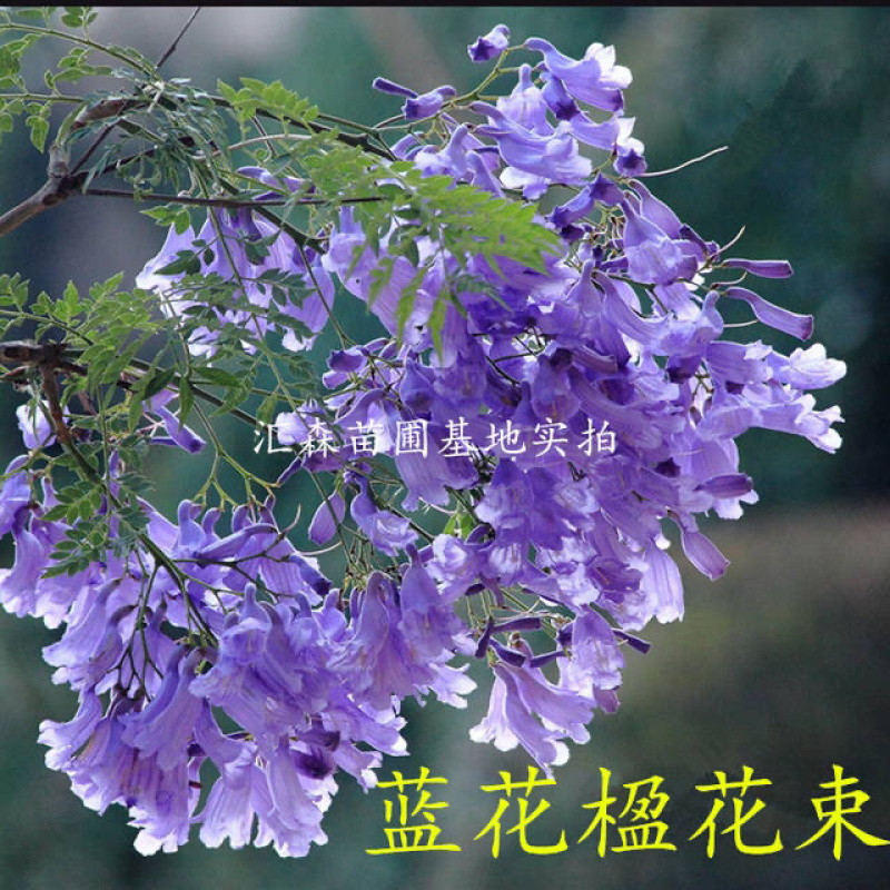 蓝花楹苗蓝花楹树苗蓝花楹盆栽美洲蓝花楹苗紫云木树苗