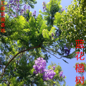 蓝花楹苗蓝花楹树苗蓝花楹盆栽美洲蓝花楹苗紫云木树苗