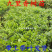 九里香小苗香花植物九里香树苗盆栽地栽四季常青驱蚊绿植