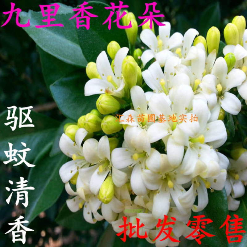九里香小苗香花植物九里香树苗盆栽地栽四季常青驱蚊绿植