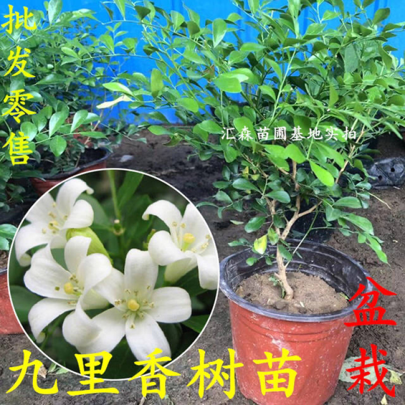 九里香小苗香花植物九里香树苗盆栽地栽四季常青驱蚊绿植