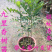 九里香小苗香花植物九里香树苗盆栽地栽四季常青驱蚊绿植