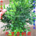九里香小苗香花植物九里香树苗盆栽地栽四季常青驱蚊绿植