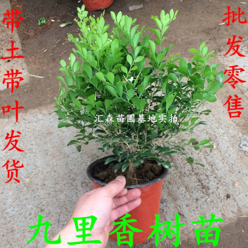九里香小苗香花植物九里香树苗盆栽地栽四季常青驱蚊绿植
