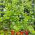 九里香小苗香花植物九里香树苗盆栽地栽四季常青驱蚊绿植