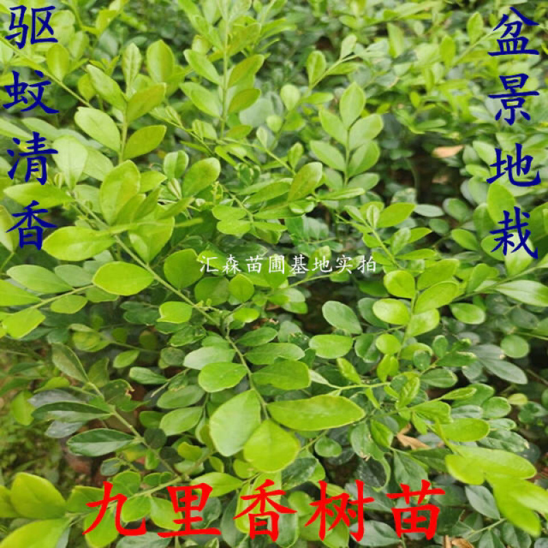 九里香小苗香花植物九里香树苗盆栽地栽四季常青驱蚊绿植