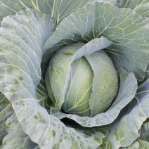高原包菜量大从优物美价廉