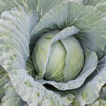 高原包菜量大从优物美价廉
