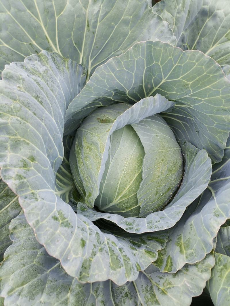 高原包菜量大从优物美价廉