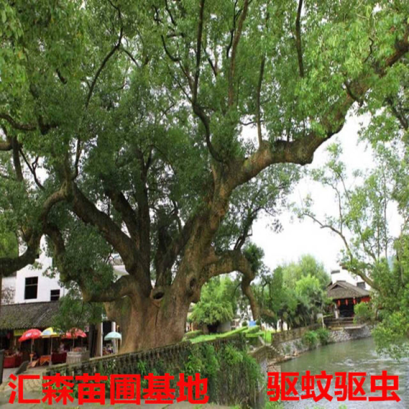 龙脑香樟树苗香樟木树庭院绿化名贵树小苗盆景驱蚊蚊虫