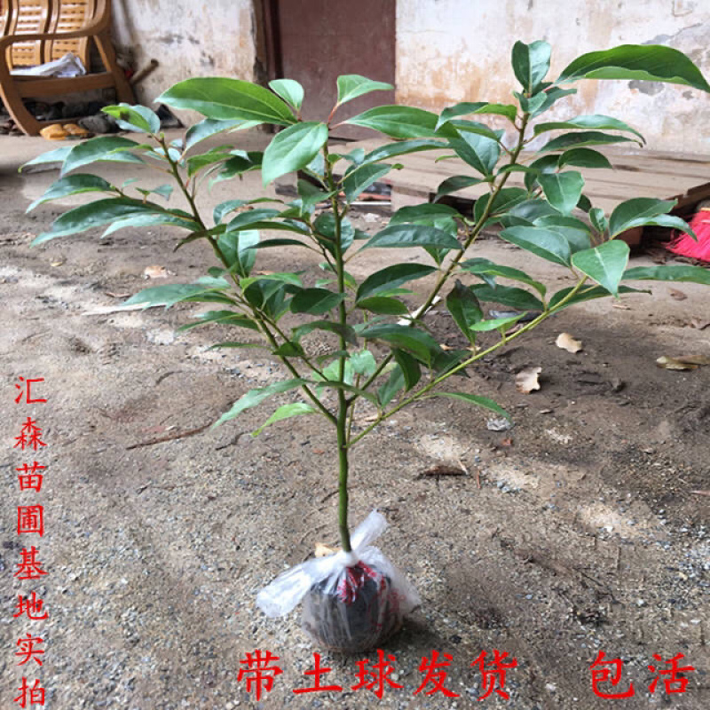 龙脑香樟树苗香樟木树庭院绿化名贵树小苗盆景驱蚊蚊虫