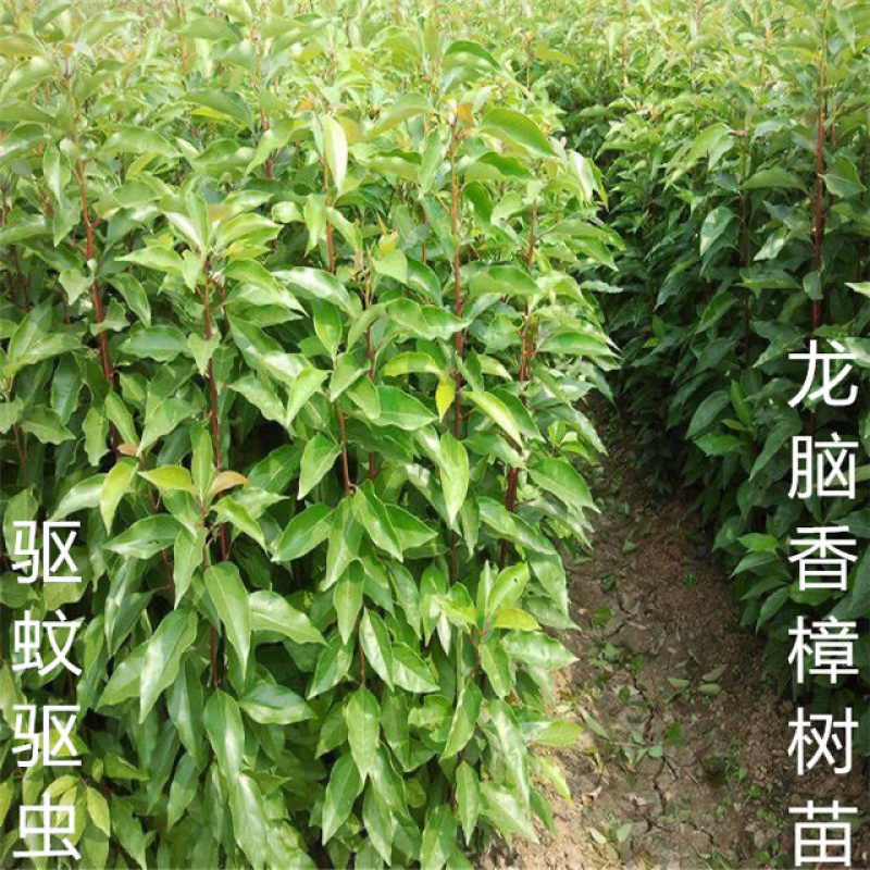 龙脑香樟树苗香樟木树庭院绿化名贵树小苗盆景驱蚊蚊虫