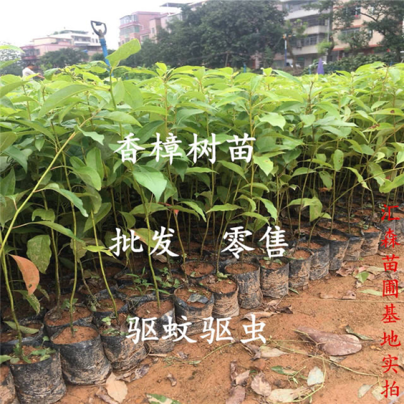 龙脑香樟树苗香樟木树庭院绿化名贵树小苗盆景驱蚊蚊虫