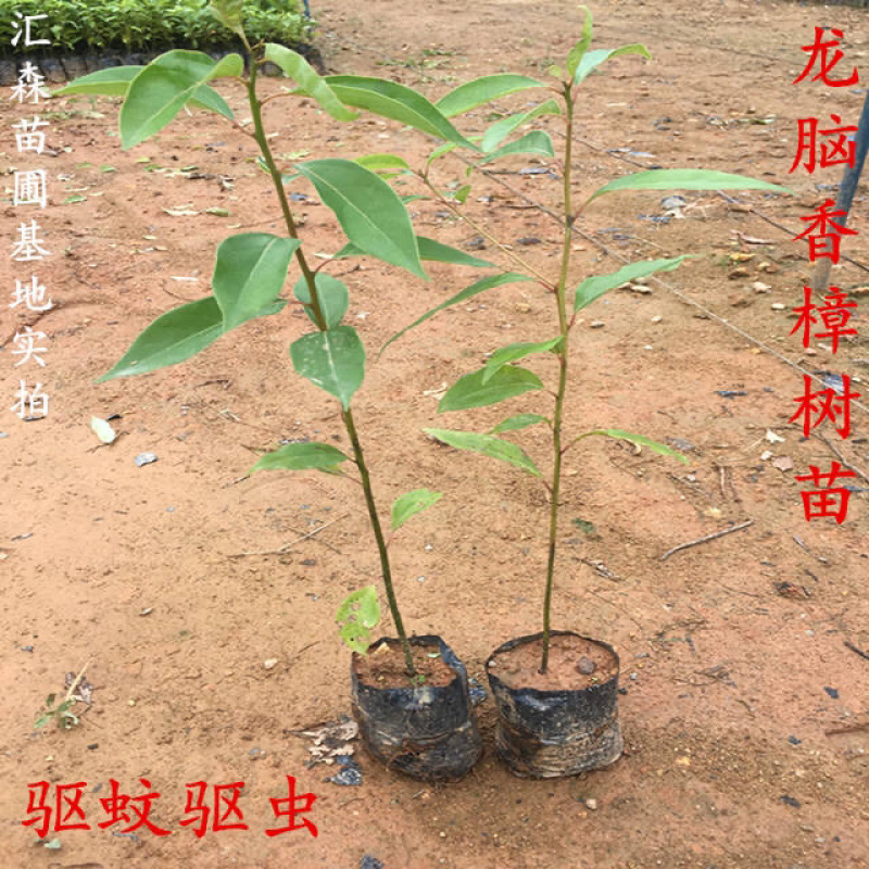 龙脑香樟树苗香樟木树庭院绿化名贵树小苗盆景驱蚊蚊虫
