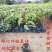 龙脑香樟树苗香樟木树庭院绿化名贵树小苗盆景驱蚊蚊虫