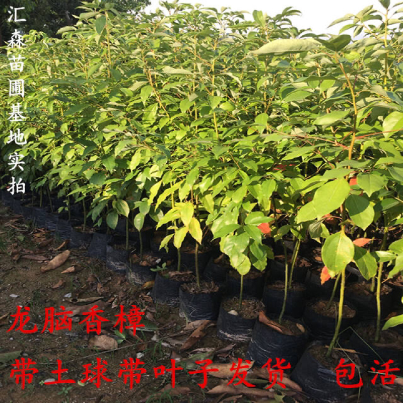 龙脑香樟树苗香樟木树庭院绿化名贵树小苗盆景驱蚊蚊虫