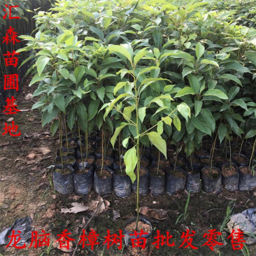 龙脑香樟树苗香樟木树庭院绿化名贵树小苗盆景驱蚊蚊虫
