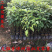 龙脑香樟树苗香樟木树庭院绿化名贵树小苗盆景驱蚊蚊虫