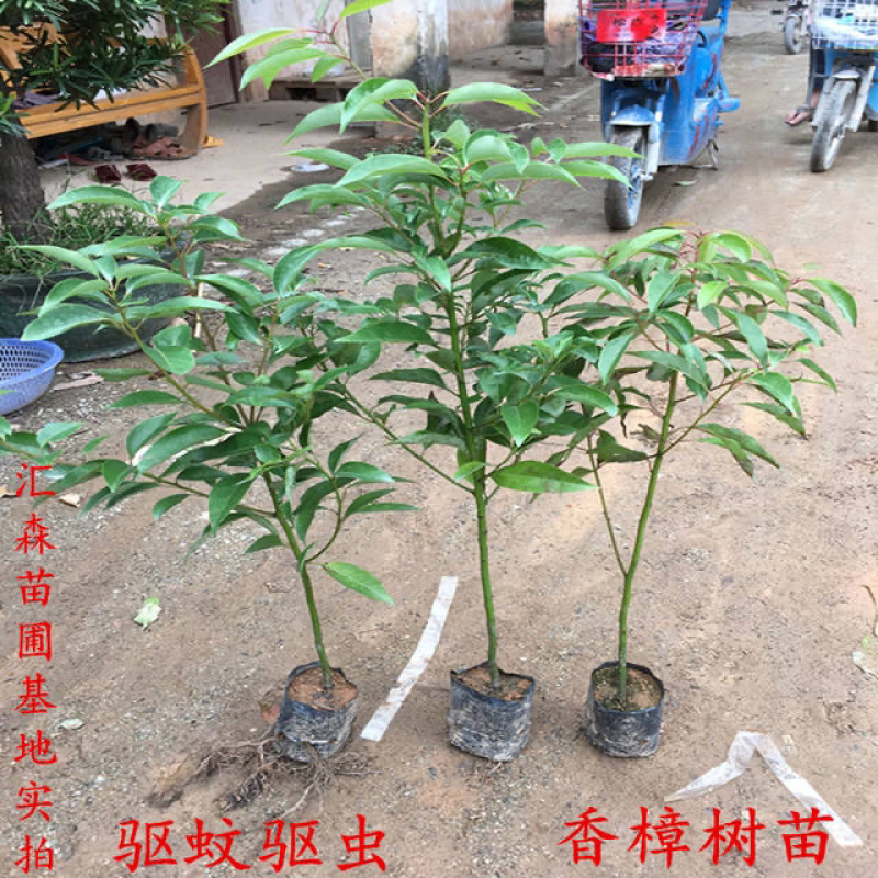 龙脑香樟树苗香樟木树庭院绿化名贵树小苗盆景驱蚊蚊虫