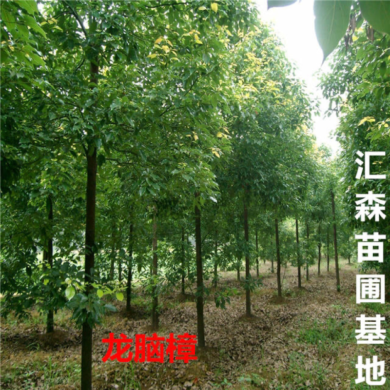 龙脑香樟树苗香樟木树庭院绿化名贵树小苗盆景驱蚊蚊虫