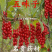 名贵**五味子苗木本五味子树苗绿化观赏苗木