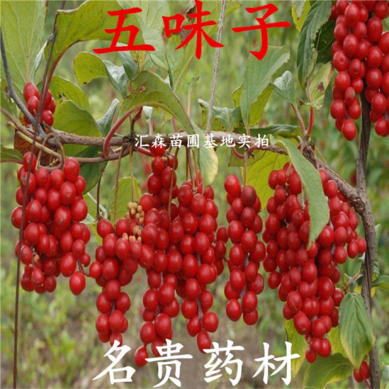 名贵**五味子苗木本五味子树苗绿化观赏苗木