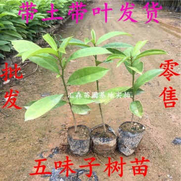 名贵**五味子苗木本五味子树苗绿化观赏苗木