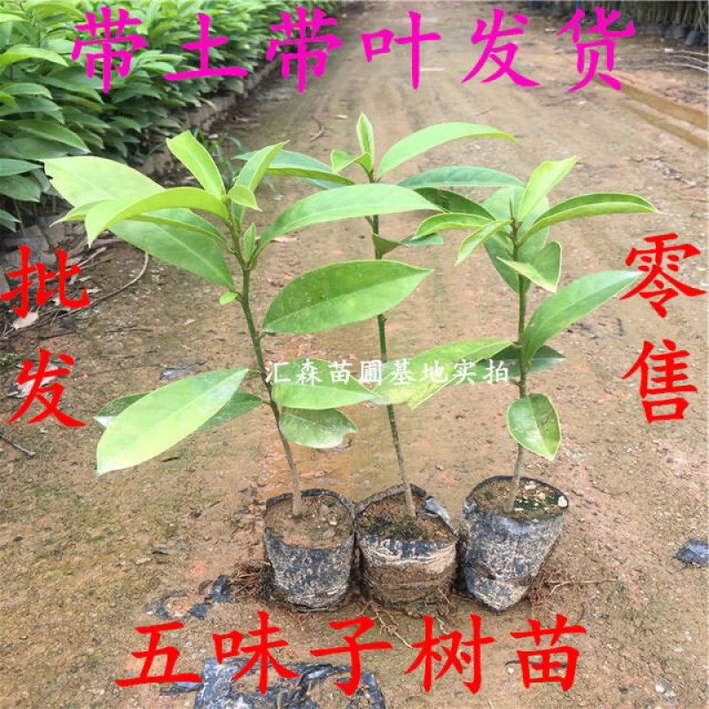名贵**五味子苗木本五味子树苗绿化观赏苗木