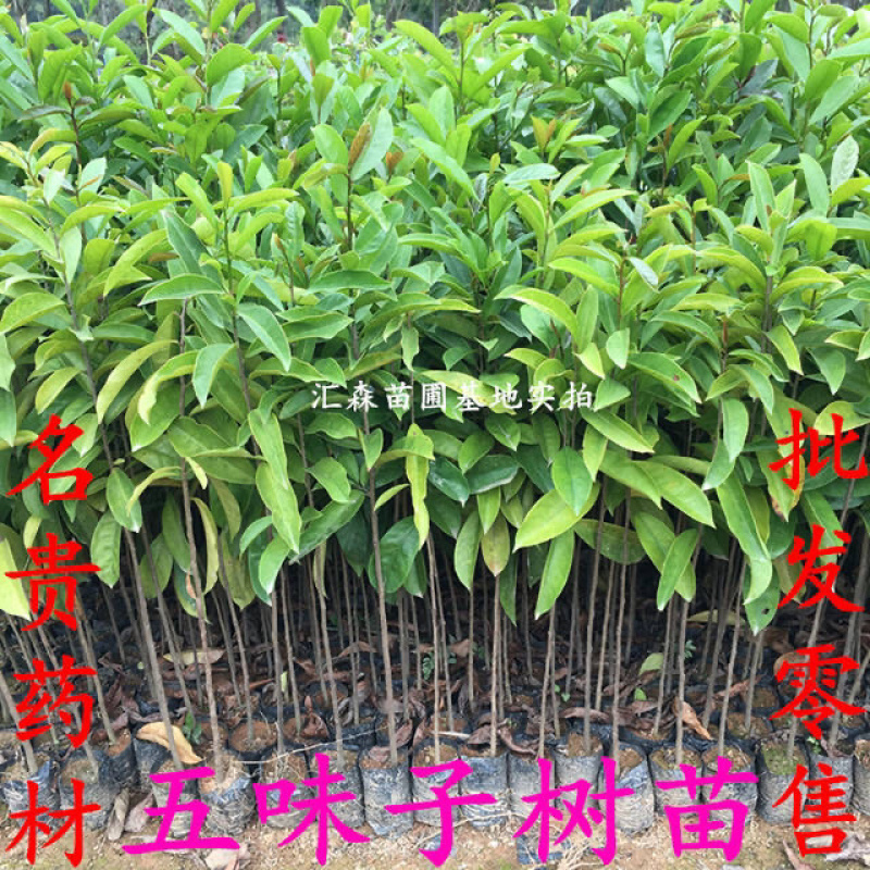 名贵**五味子苗木本五味子树苗绿化观赏苗木