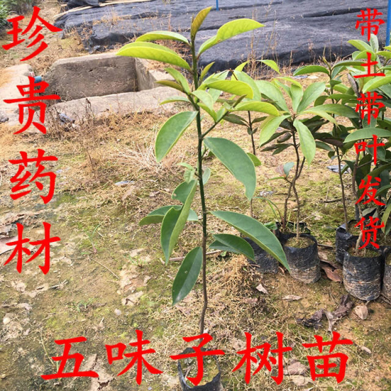名贵**五味子苗木本五味子树苗绿化观赏苗木