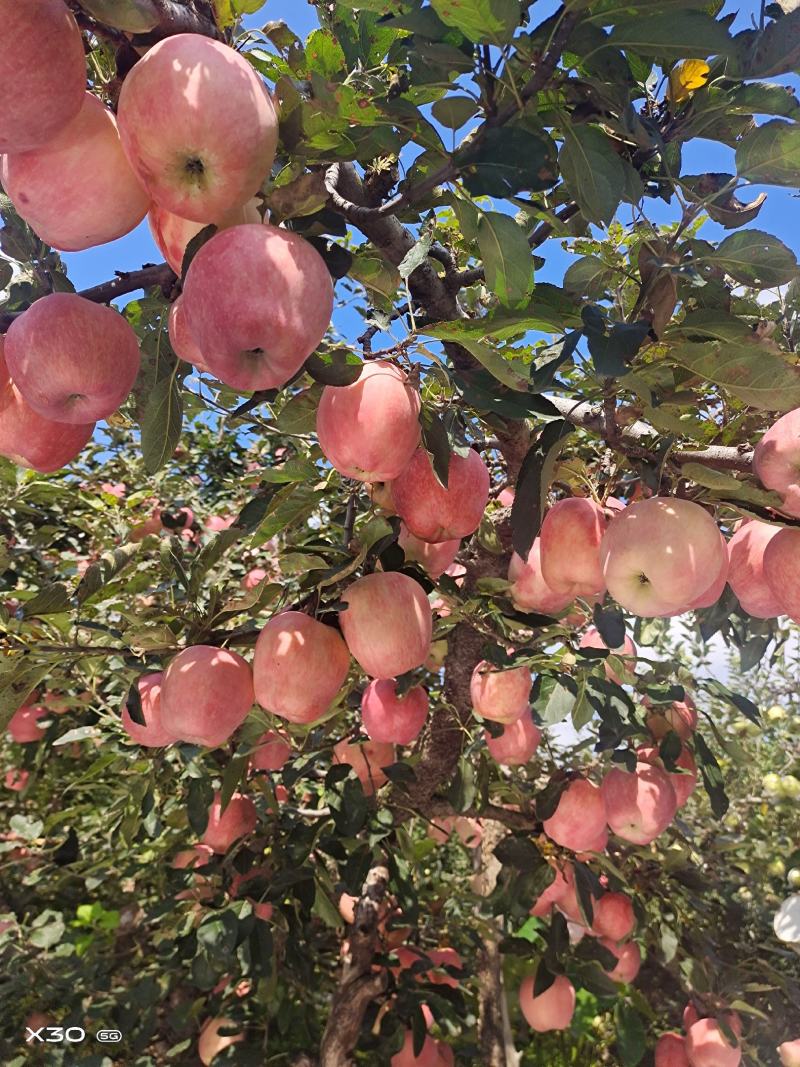 山东早熟鲁丽苹果美八苹果上市货源充足以手选为主