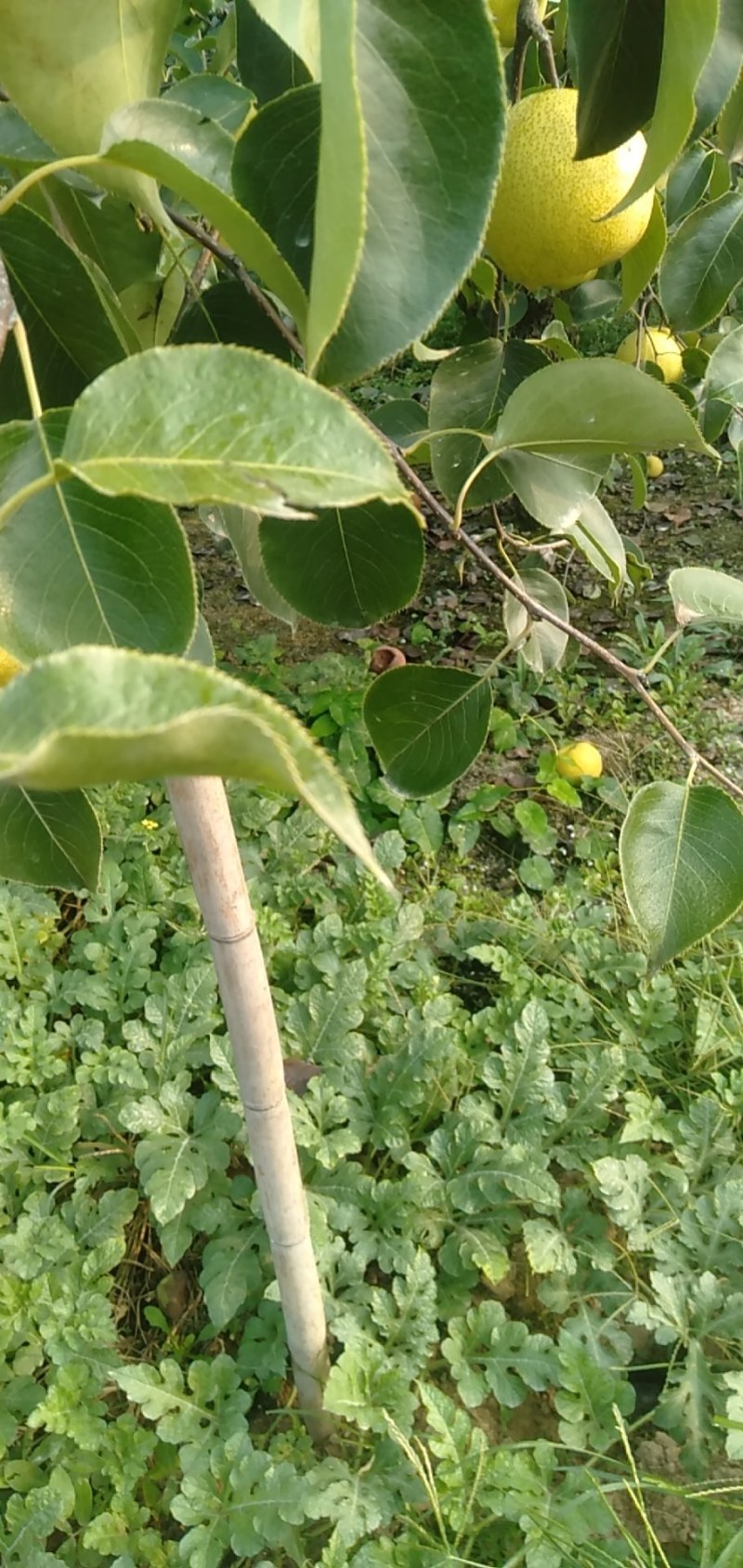 砀山梨，汁多糖度高，老少皆宜
