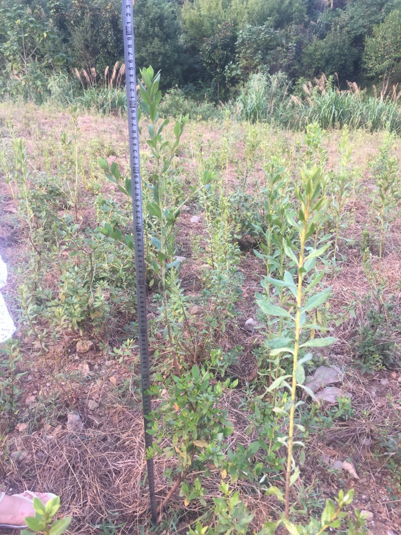 大别山纯正野生杜鹃苗大量出售