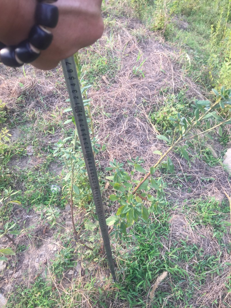 大别山纯正野生杜鹃苗大量出售