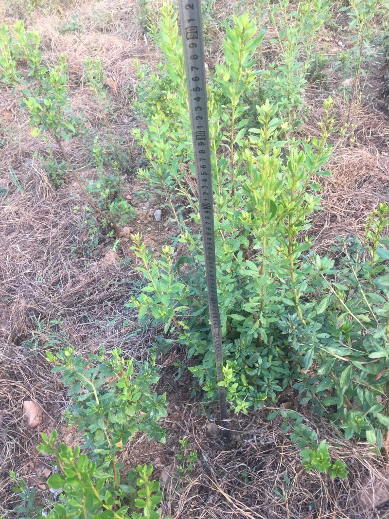 大别山纯正野生杜鹃苗大量出售