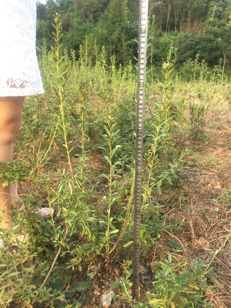大别山纯正野生杜鹃苗大量出售