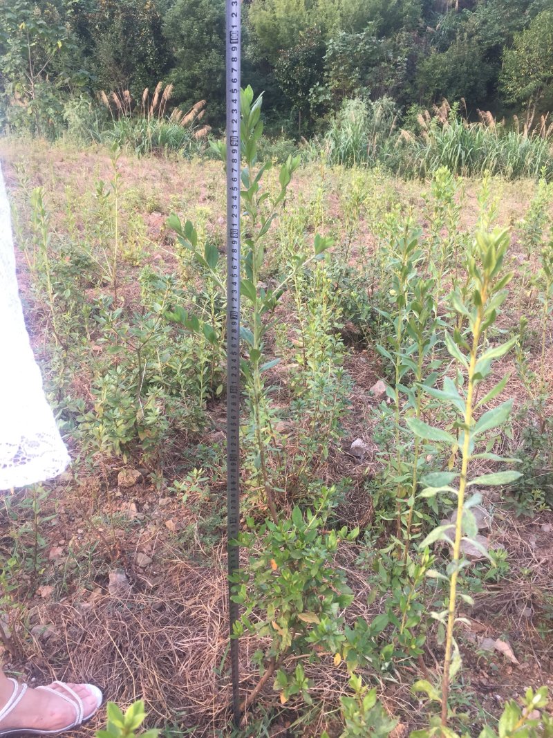 大别山纯正野生杜鹃苗大量出售