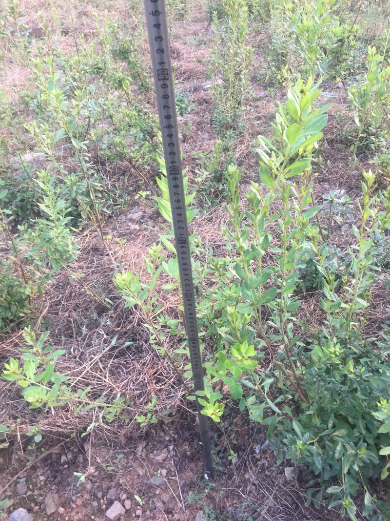 大别山纯正野生杜鹃苗大量出售