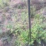 大别山纯正野生杜鹃苗大量出售