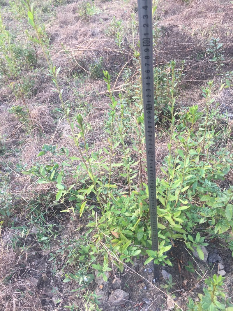 大别山纯正野生杜鹃苗大量出售