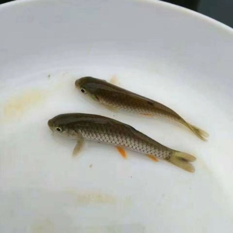 军鱼苗，青竹鱼苗，青竹鲤苗场直销，免费指导养殖技术
