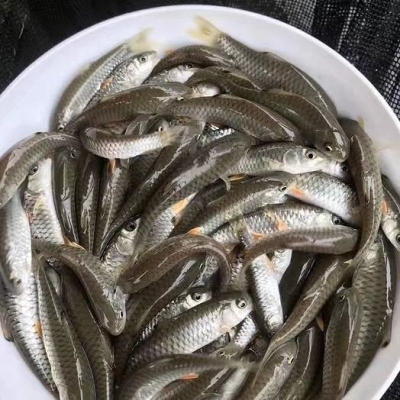 军鱼苗，青竹鱼苗，青竹鲤苗场直销，免费指导养殖技术