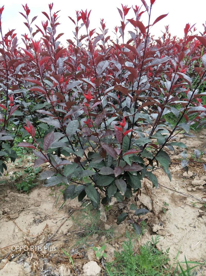 紫叶矮樱10分支以上质量保证