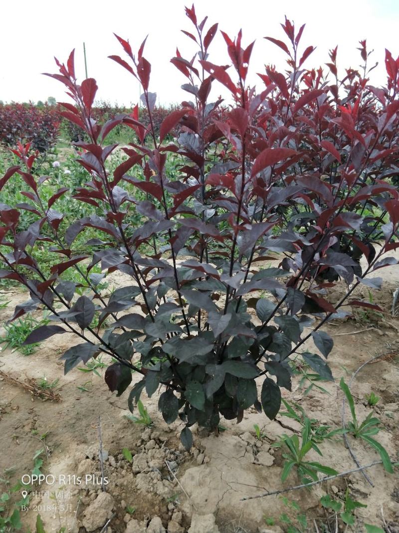 紫叶矮樱10分支以上质量保证