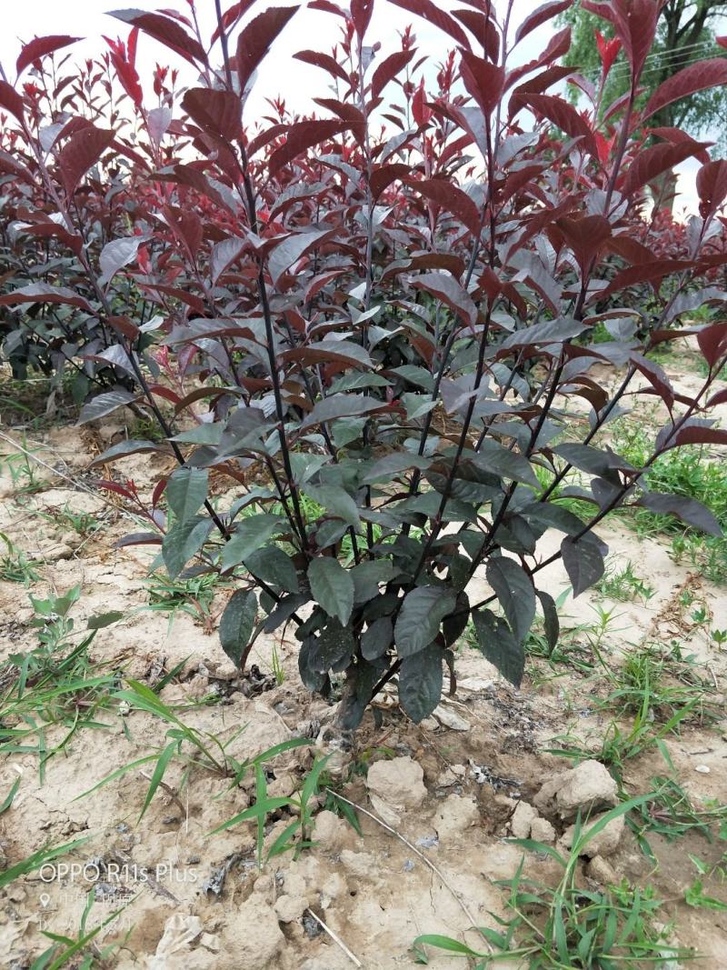 紫叶矮樱10分支以上质量保证