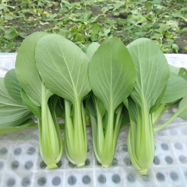 精品，油菜量大从优，永不断货，欢迎大家选购，，