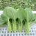 精品，油菜量大从优，永不断货，欢迎大家选购，，