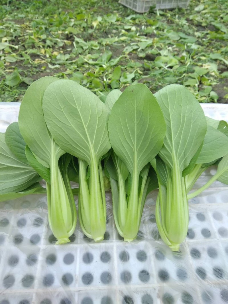 精品，油菜量大从优，永不断货，欢迎大家选购，，