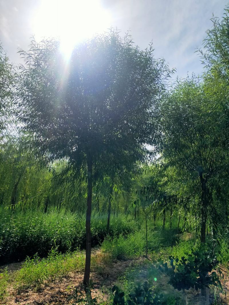 出售正宗截杆发帽馍头柳，树杆直，冠副大，基地直供，